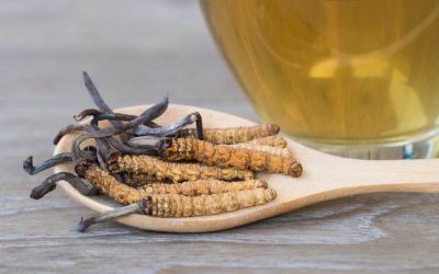 Cordyceps: Tanaman Herbal Anti Aging Alami