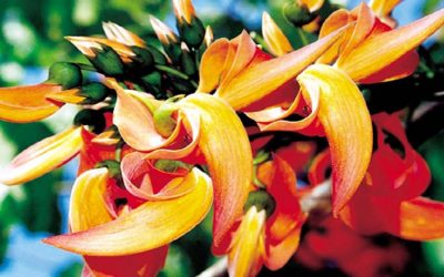 Butea Superba: Meningkatkan Vitalitas Pria Alami