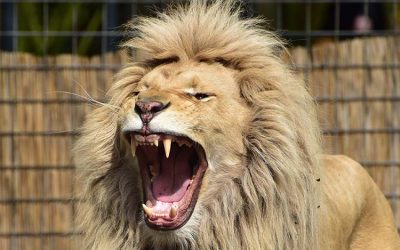 Meningkatkan Kejantanan Pria yang Aman dan Sehat