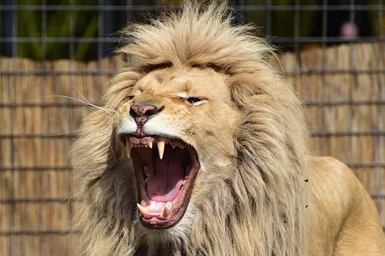 meningkatkan kejantanan pria